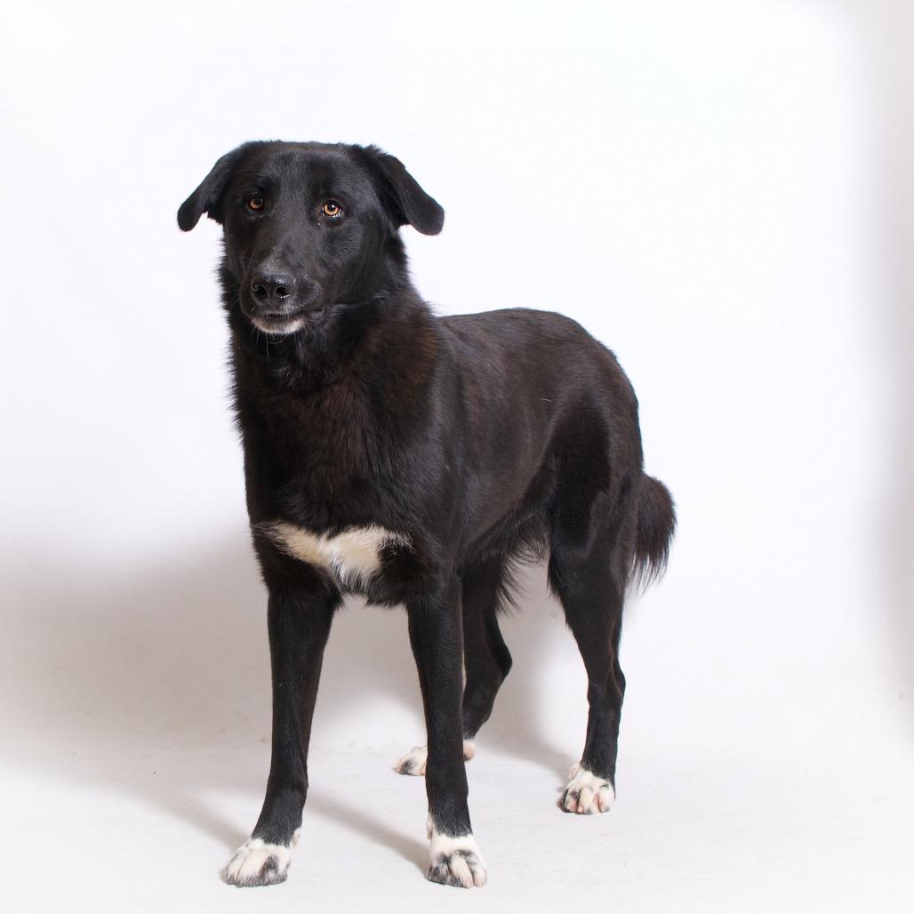 Buddy, a Adoptable mixed breed in Montgomery, AL image 2/2