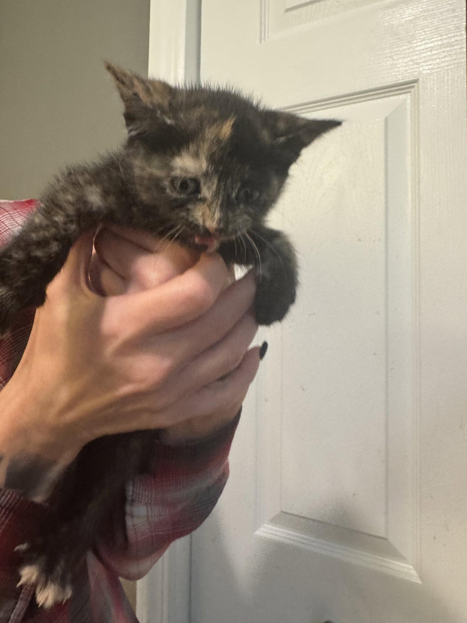 Vidia, a Adopted mixed breed in Ringwood, NJ image 1/2