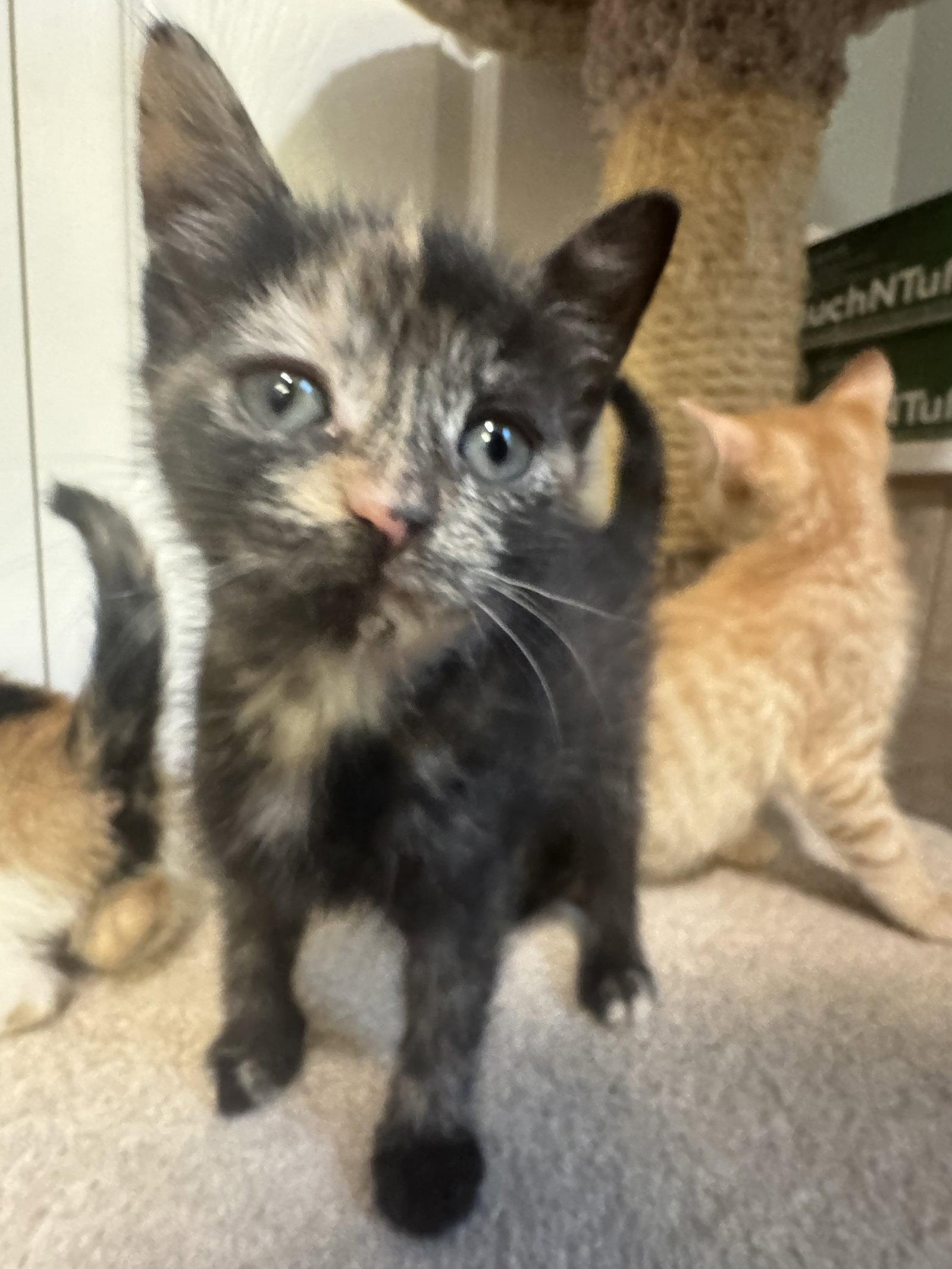 Vidia, a Adopted mixed breed in Ringwood, NJ image 2/2