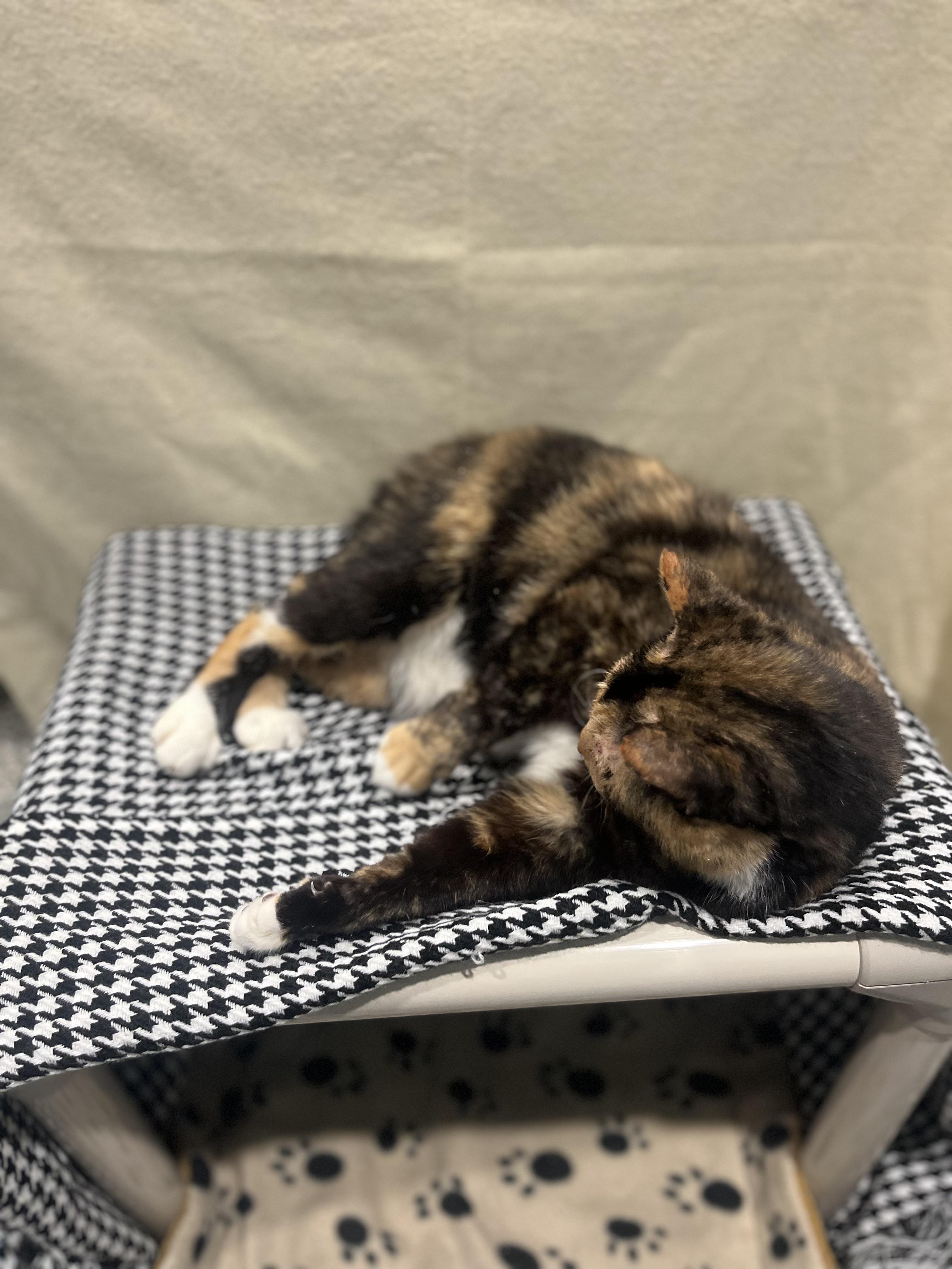 Enlarge Faith, a Adoptable Dilute Tortoiseshell in Blackstone, MA image 6/6