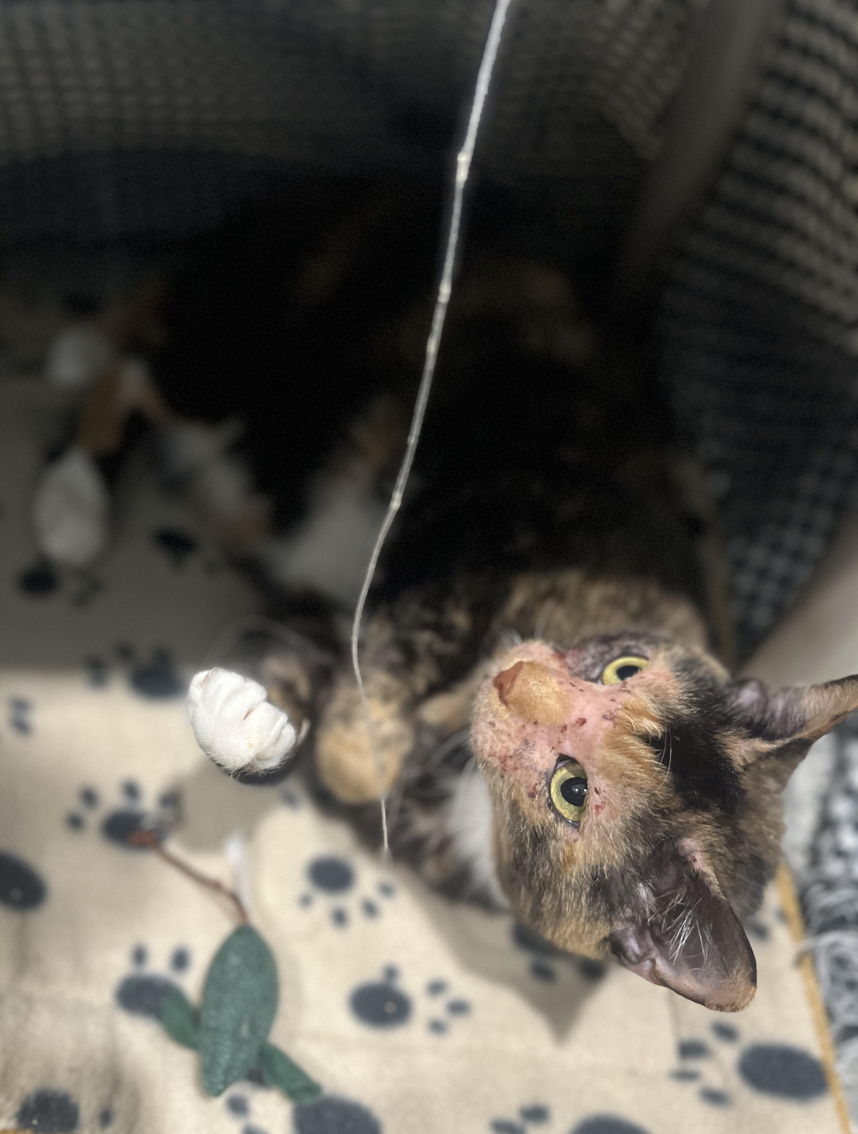 Enlarge Faith, a Adoptable Dilute Tortoiseshell in Blackstone, MA image 2/6