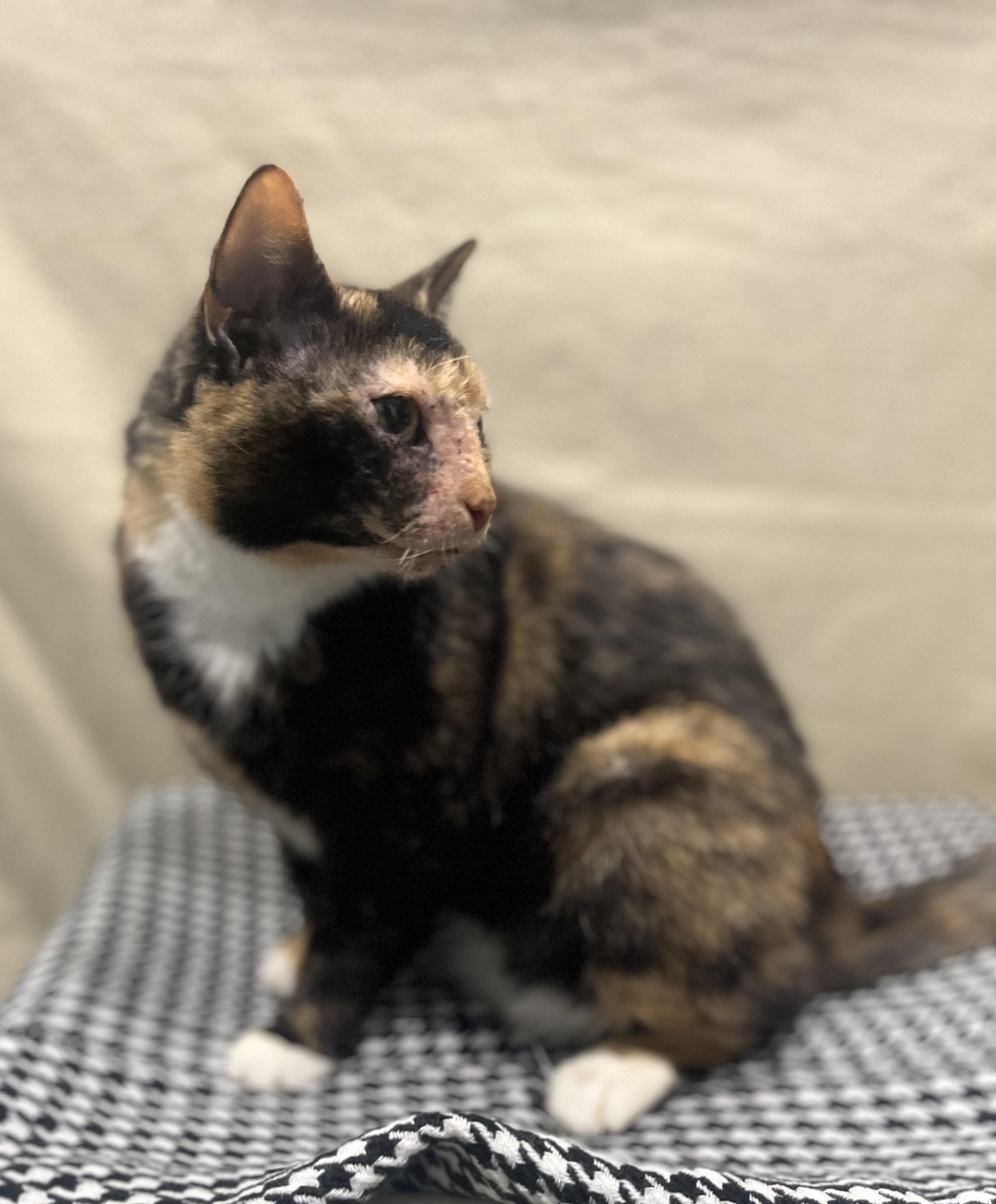 Enlarge Faith, a Adoptable Dilute Tortoiseshell in Blackstone, MA image 5/6