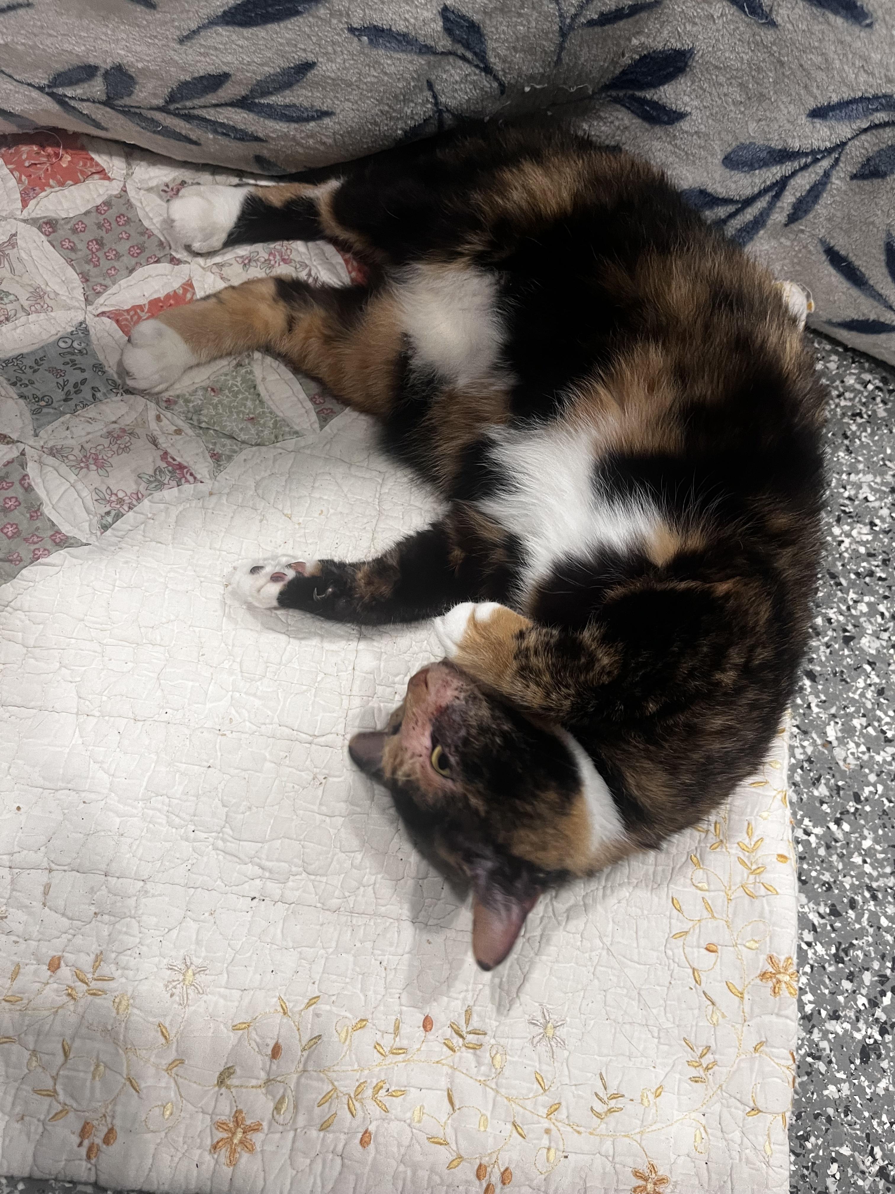 Enlarge Faith, a Adoptable Dilute Tortoiseshell in Blackstone, MA image 4/6