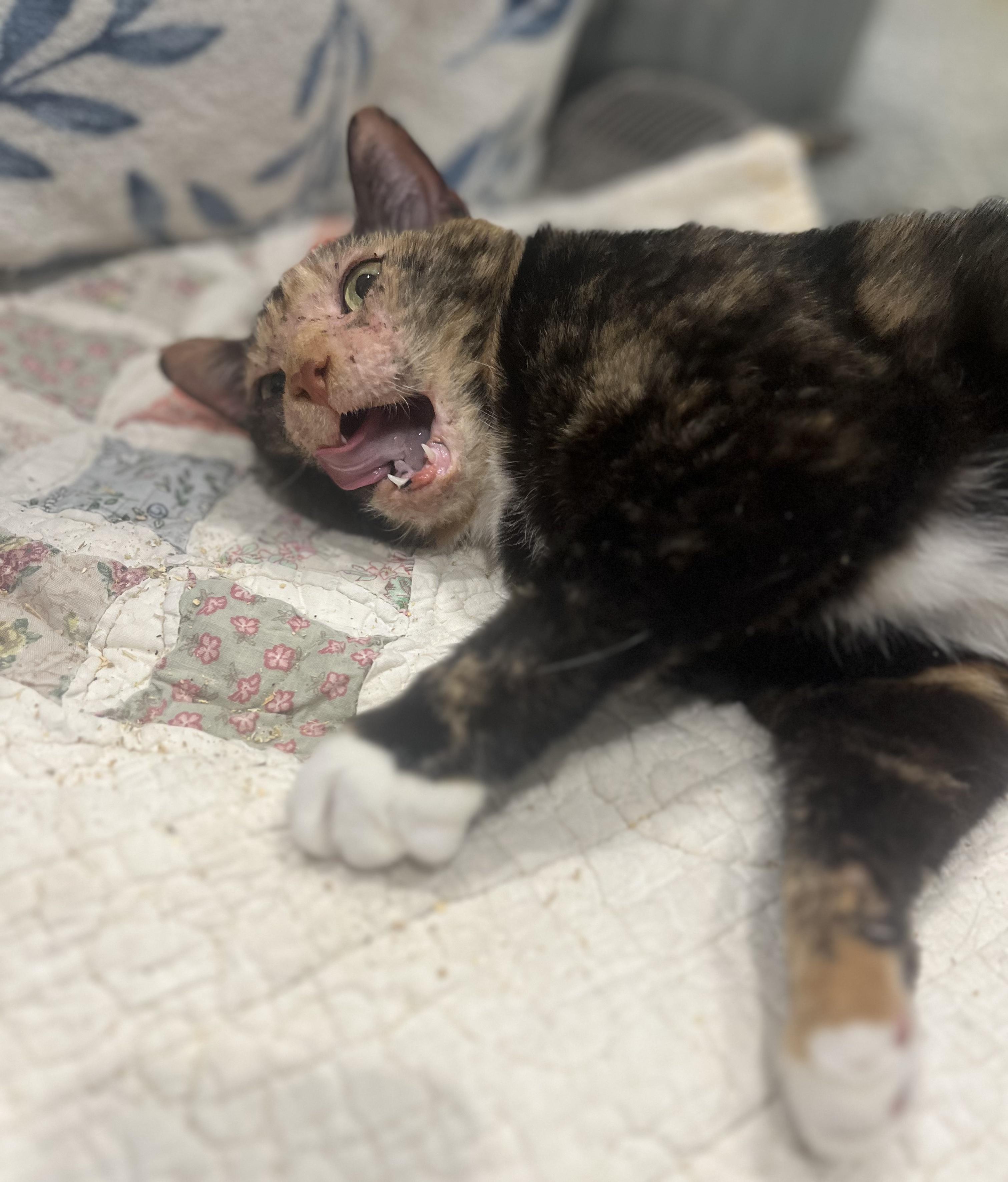 Enlarge Faith, a Adoptable Dilute Tortoiseshell in Blackstone, MA image 1/6