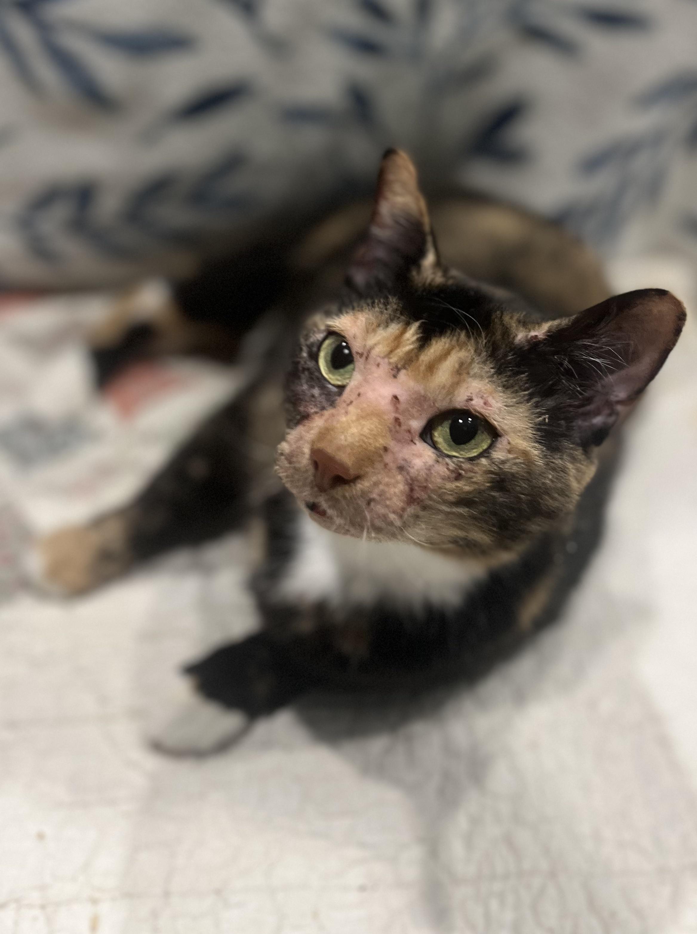 Enlarge Faith, a Adoptable Dilute Tortoiseshell in Blackstone, MA image 3/6