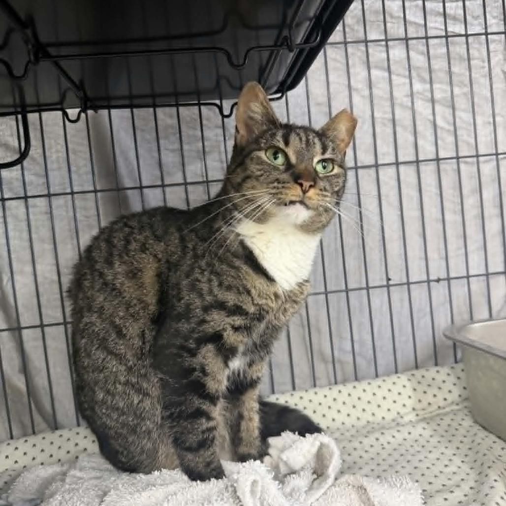 Embers, Adoptable, Adult Female Domestic Short Hair.