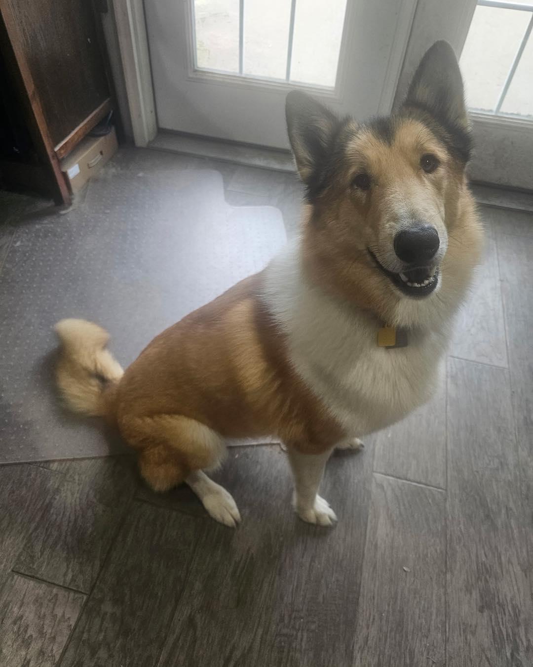 Piper, a Adoptable mixed breed in Houston, TX image 1/3