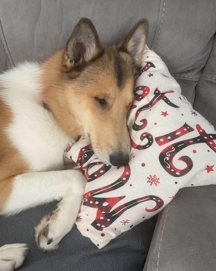 Piper, a Adoptable mixed breed in Houston, TX image 2/3