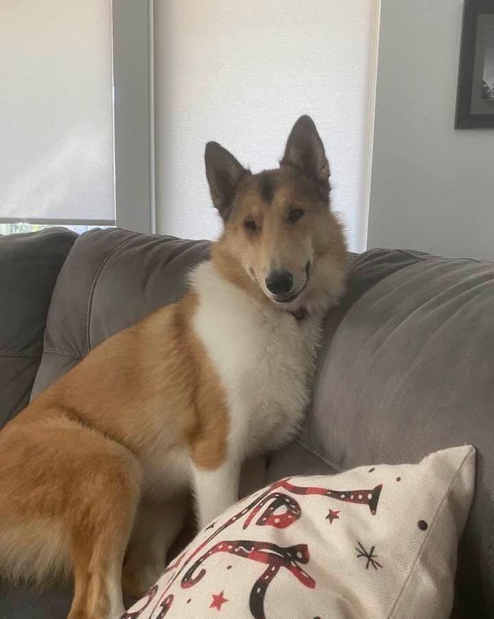 Piper, a Adoptable mixed breed in Houston, TX image 3/3