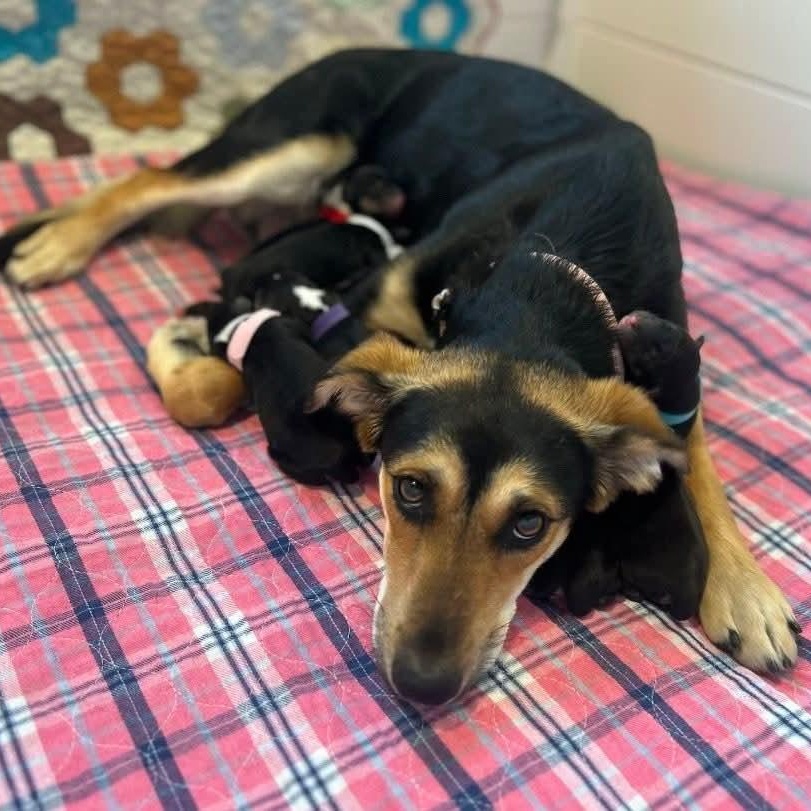 Momma Sadie, a ADOPTABLE mixed breed in Shinnston, WV image 4/4