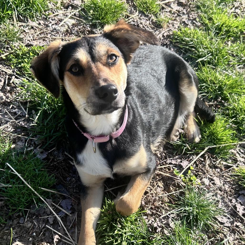 Momma Sadie, a ADOPTABLE mixed breed in Shinnston, WV image 3/4