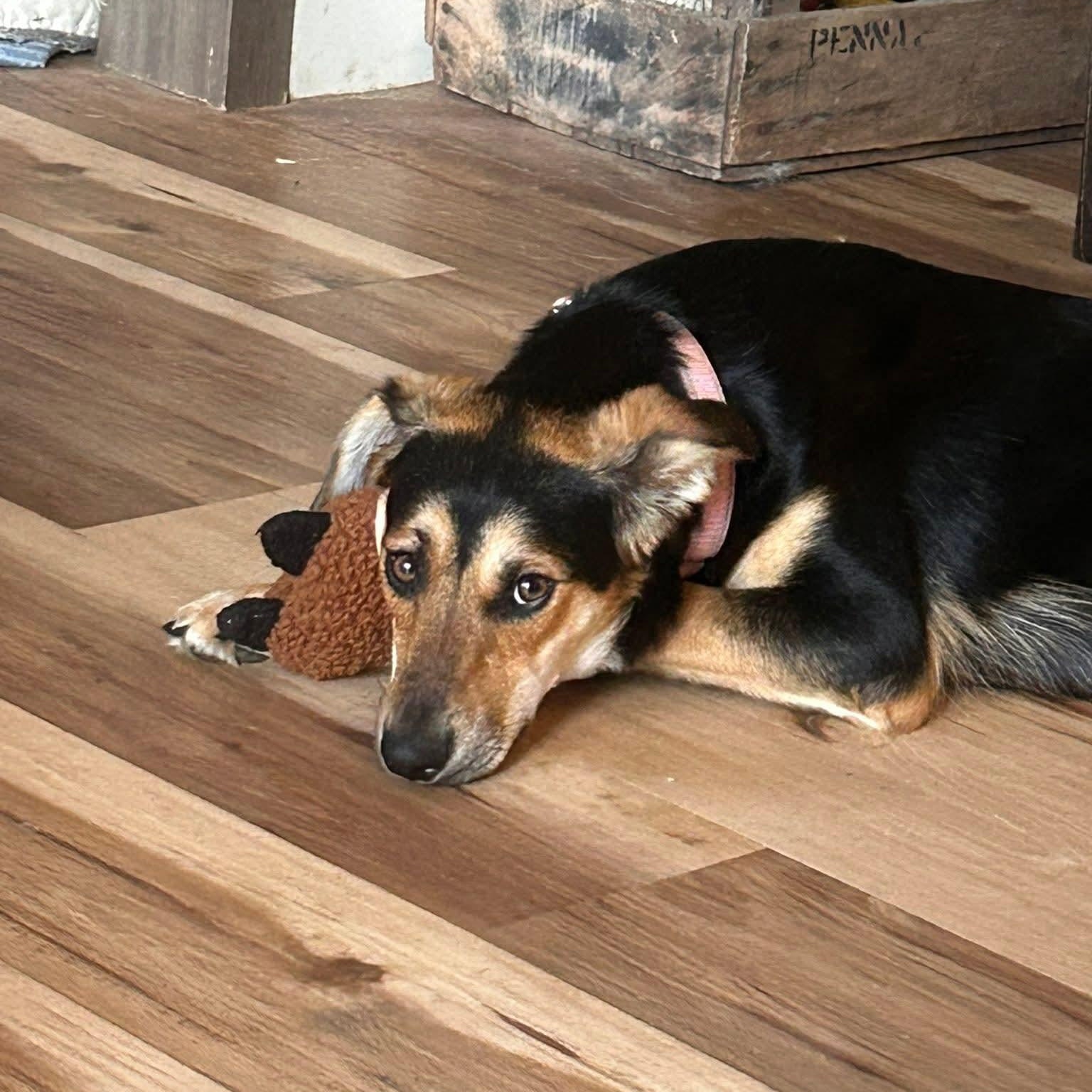 Momma Sadie, a ADOPTABLE mixed breed in Shinnston, WV image 2/4