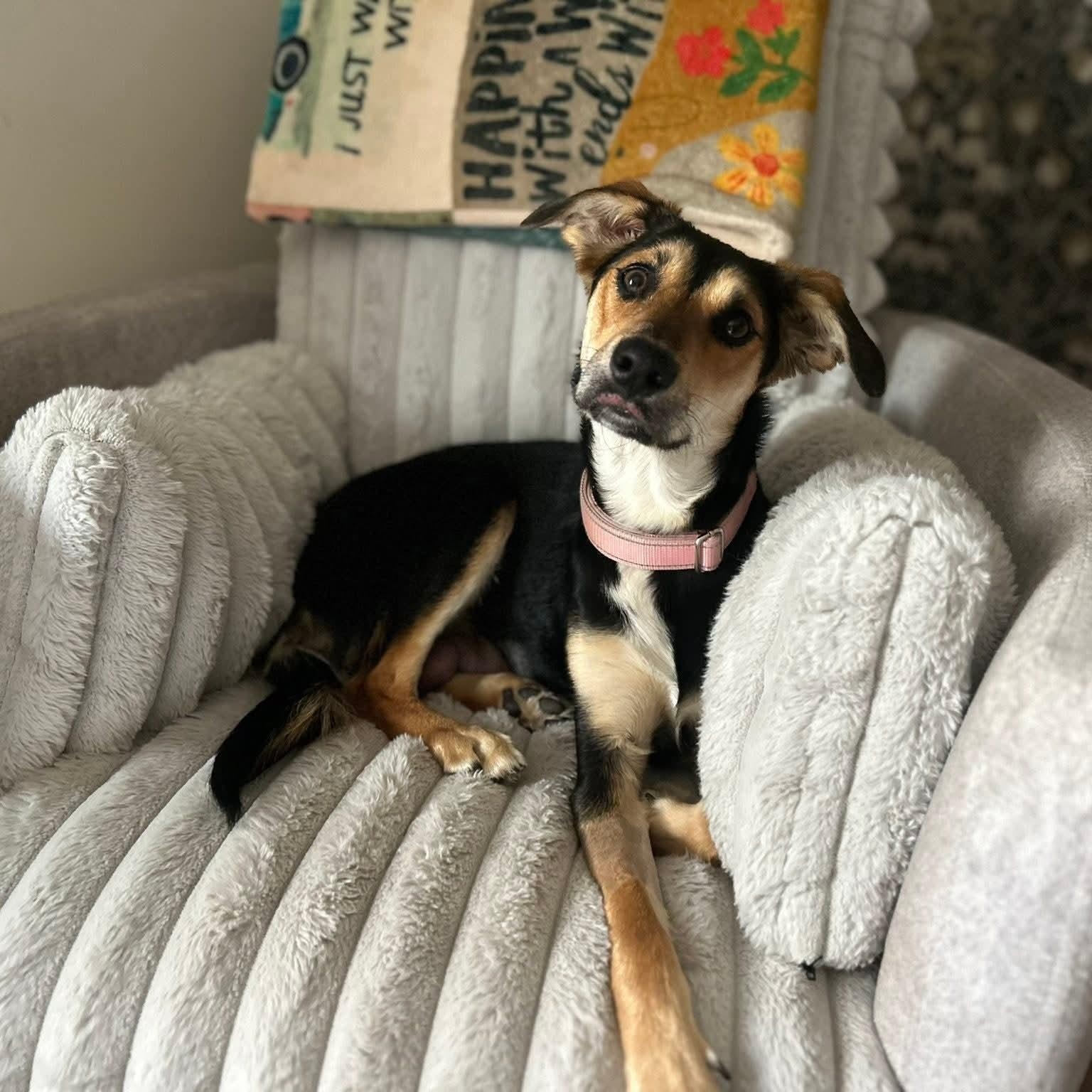 Momma Sadie, ADOPTABLE, Young Female German Shepherd Dog & Australian Shepherd.