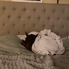 Enlarge Zephyr, a Adoptable Doberman Pinscher in Rochester, NY image 2/6