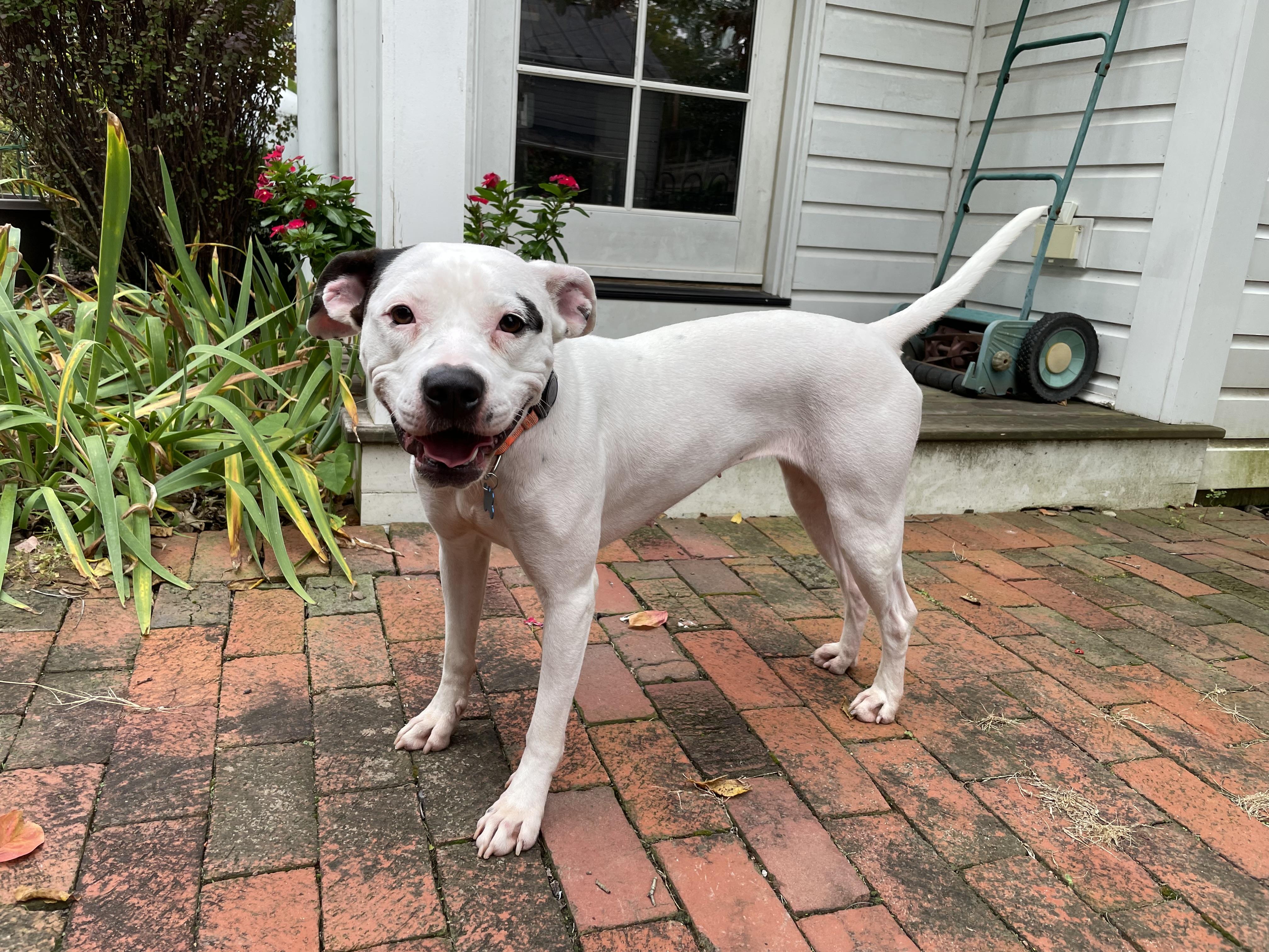 Enlarge Maisy, a Adoptable mixed breed in Leesburg, VA image 2/6