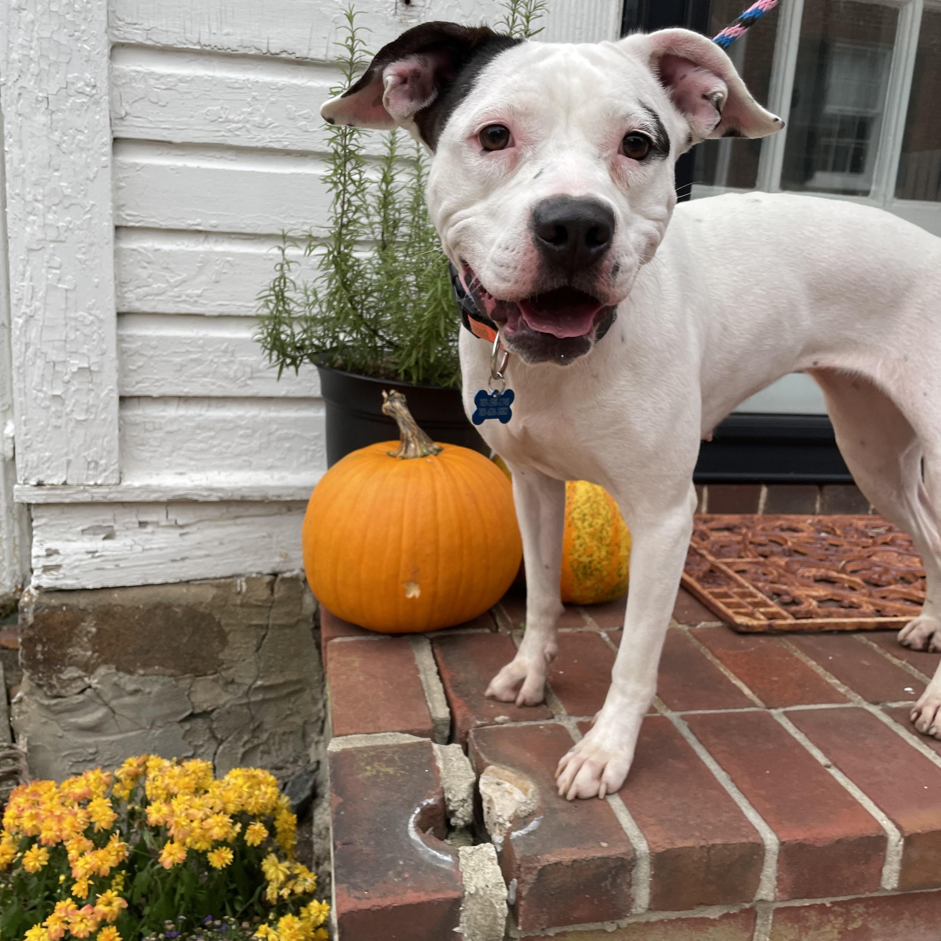 Enlarge Maisy, a Adoptable mixed breed in Leesburg, VA image 1/6