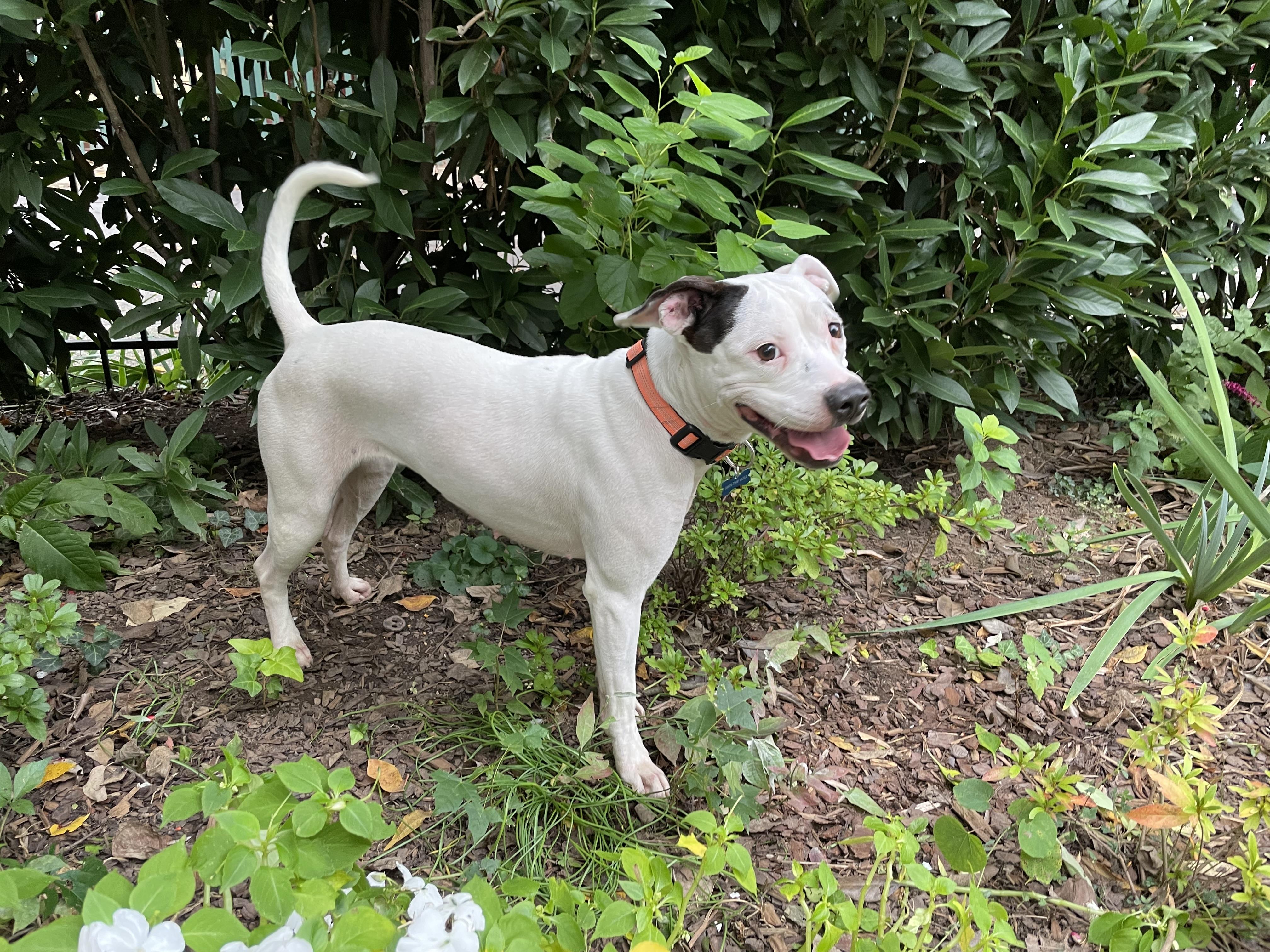 Enlarge Maisy, a Adoptable mixed breed in Leesburg, VA image 3/6