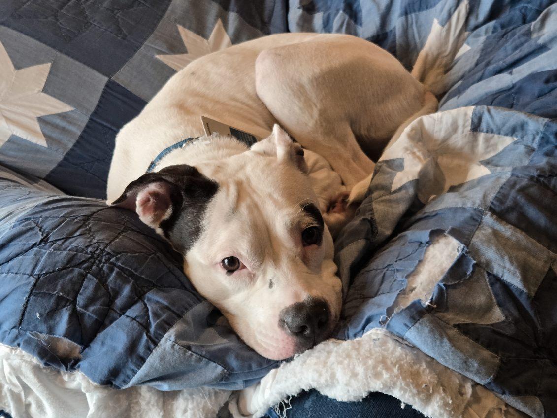 Enlarge Maisy, a Adoptable mixed breed in Leesburg, VA image 4/6