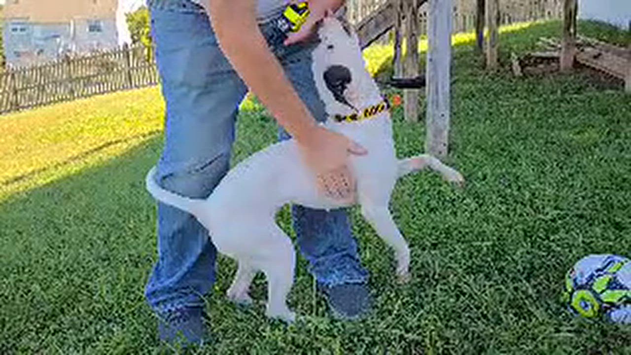 Enlarge Maisy, a Adoptable mixed breed in Leesburg, VA video 5/6