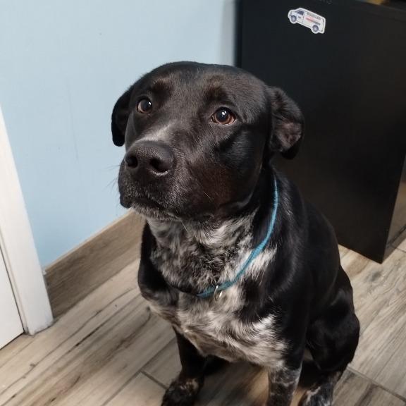 Bandit, Adoptable, Adult Male Labrador Retriever & German Shorthaired Pointer.
