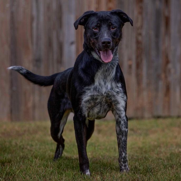 Enlarge Bandit, a Adoptable mixed breed in Henderson, KY image 2/3