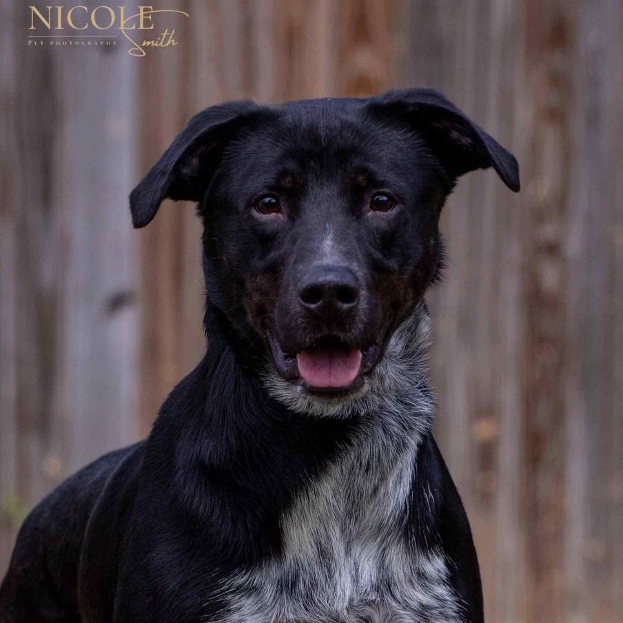 Enlarge Bandit, a Adoptable mixed breed in Henderson, KY image 3/3