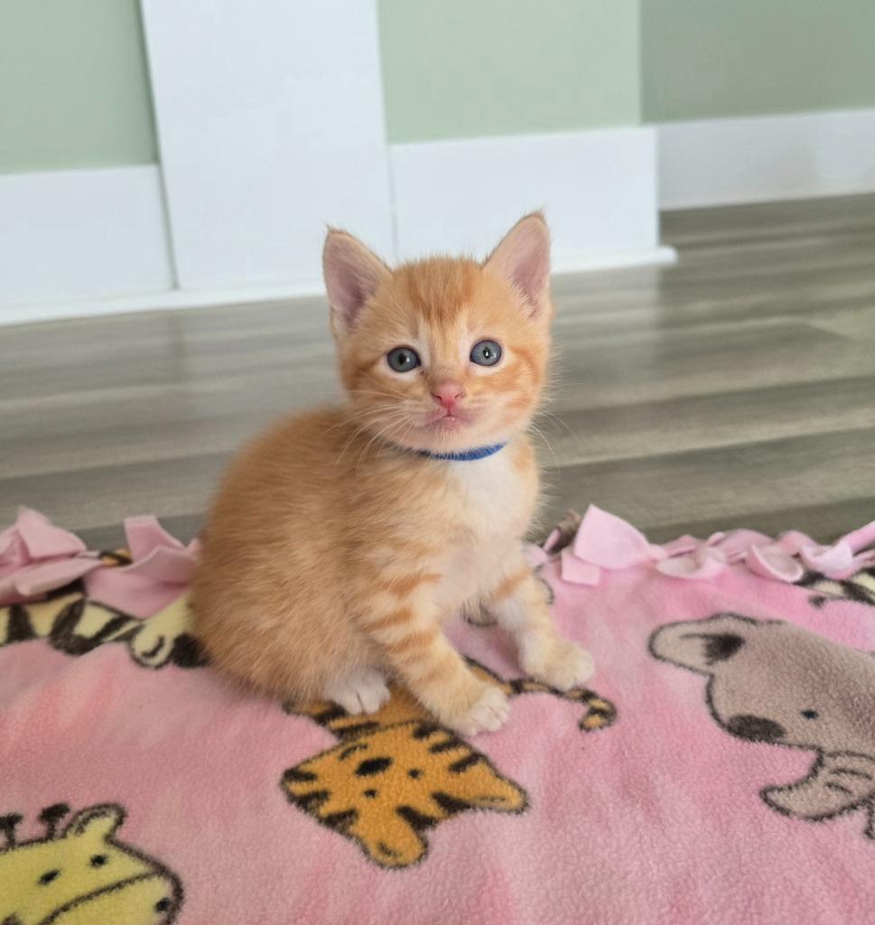 Topaz, Adoptable, Kitten Male Domestic Short Hair.