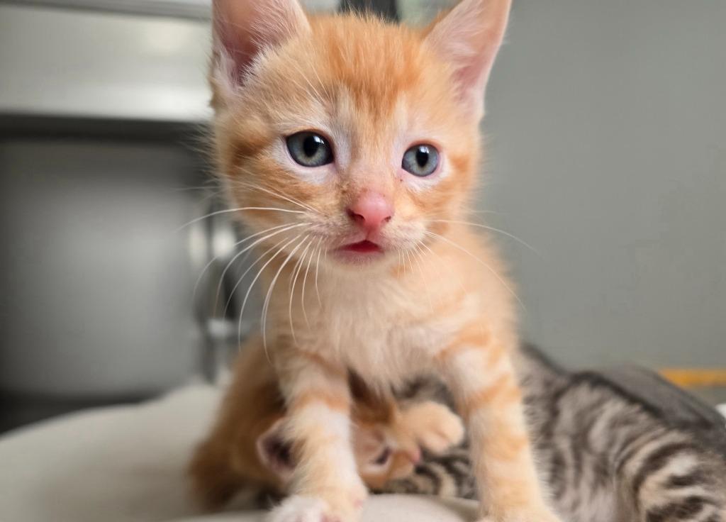 Enlarge Topaz, a Adoptable mixed breed in Barron, WI image 3/6