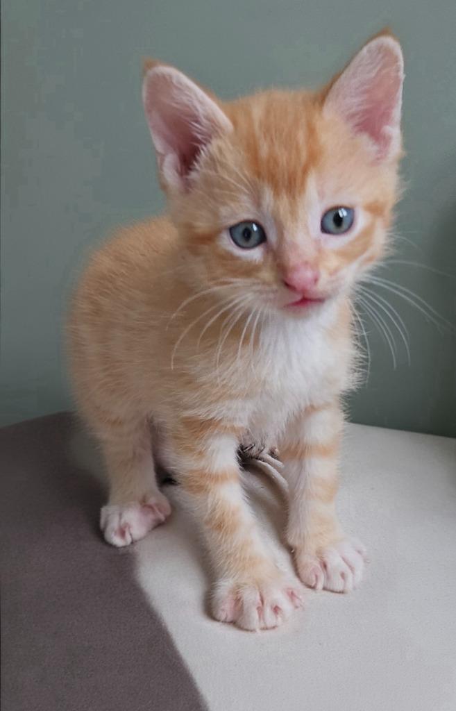 Enlarge Topaz, a Adoptable mixed breed in Barron, WI image 5/6