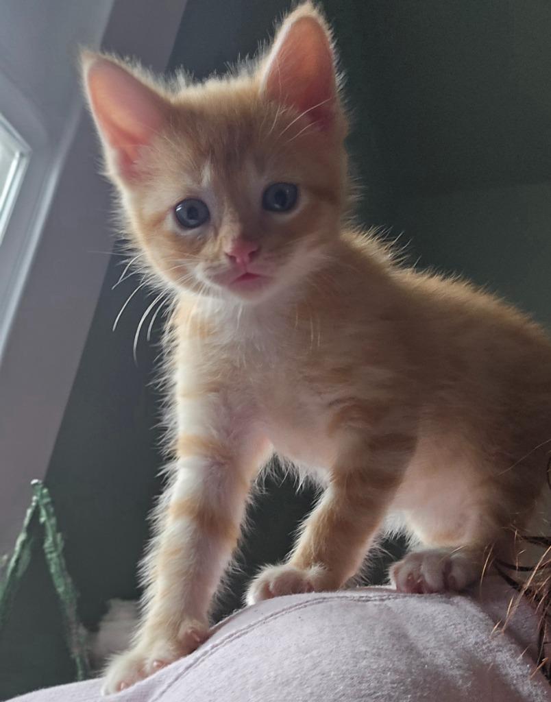 Enlarge Topaz, a Adoptable mixed breed in Barron, WI image 6/6