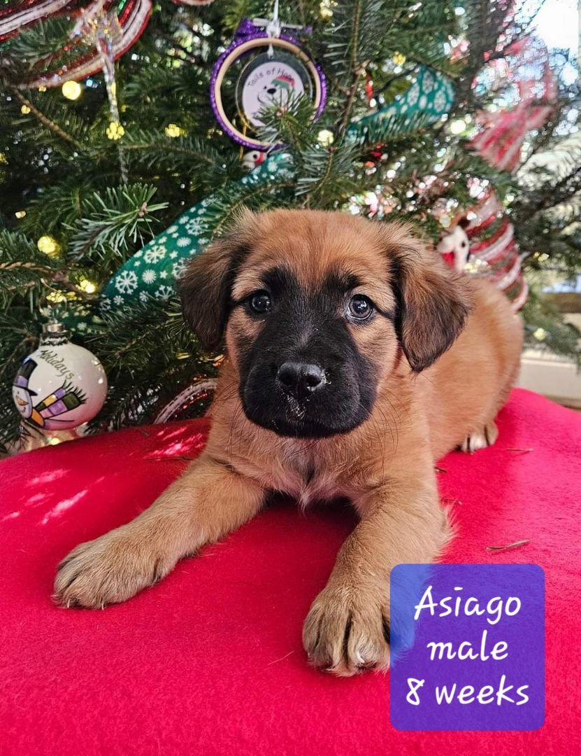 Enlarge Asiago, a Adopted mixed breed in Ross, OH image 1/2