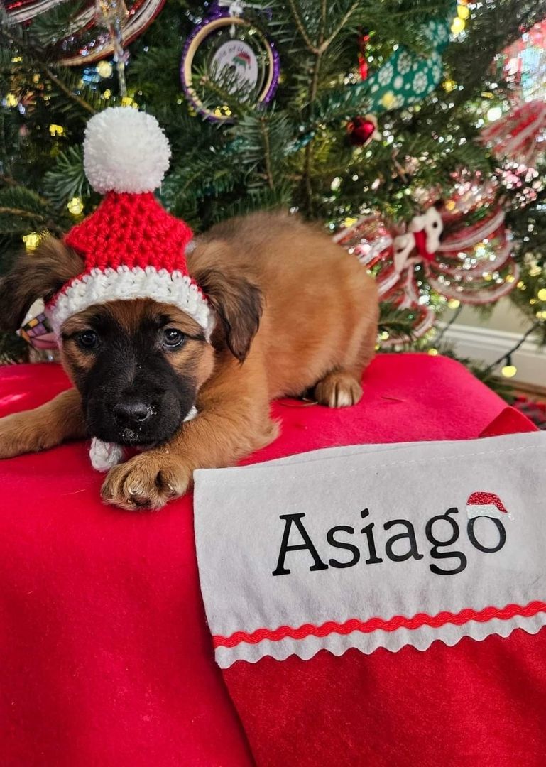 Enlarge Asiago, a Adopted mixed breed in Ross, OH image 2/2