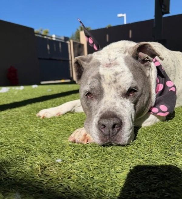 Alice, Adoptable, Adult Female Pit Bull Terrier & Catahoula Leopard Dog.