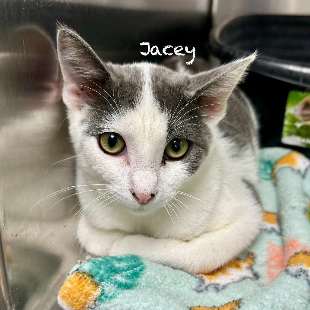 Enlarge Jacey, a Adoptable Domestic Short Hair in Hannibal, MO image 1/3