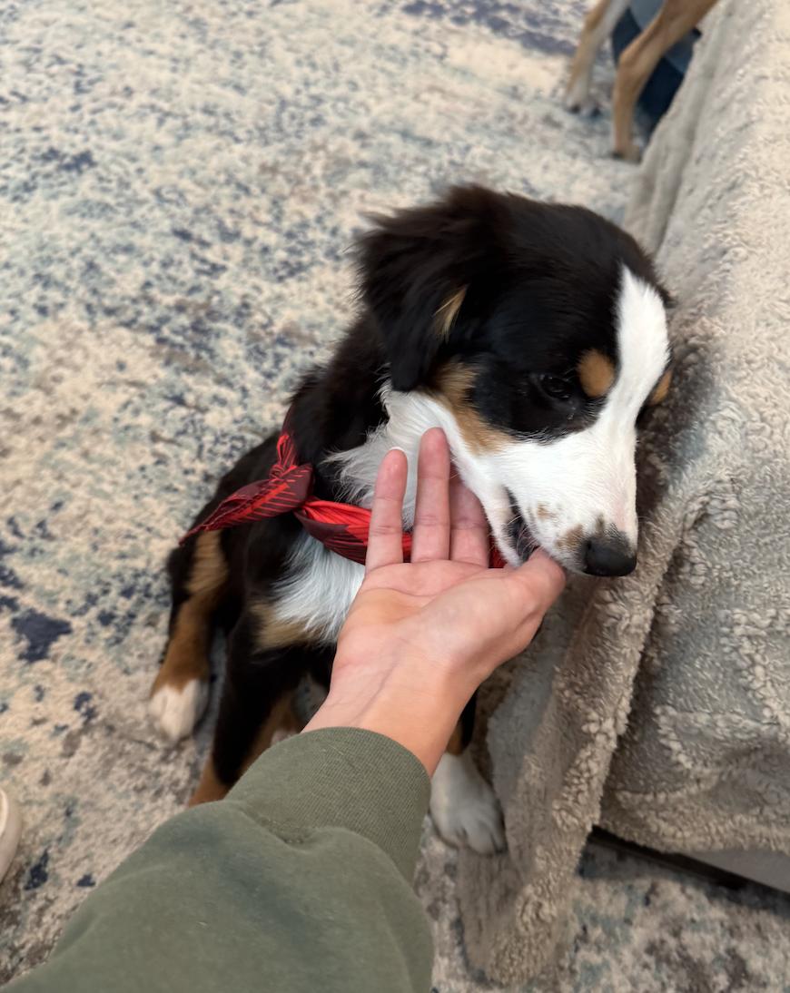 Emmett "Doc" Brown, Adoptable, Puppy Male Australian Shepherd.