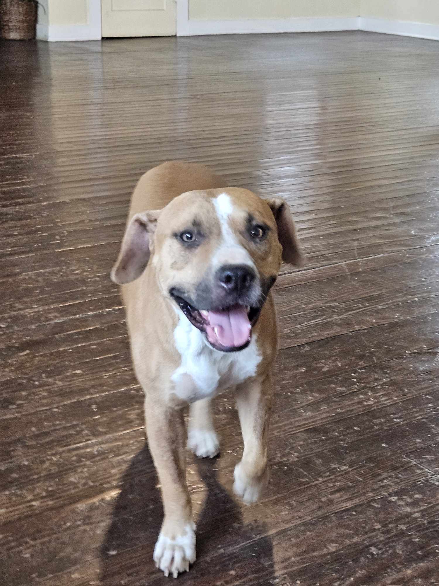 Enlarge Dozer, a Adoptable American Staffordshire Terrier in Boise , ID image 3/5