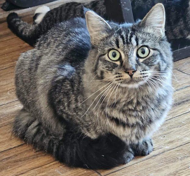 Enlarge Charm, a ADOPTABLE Domestic Medium Hair in Anchorage, AK image 1/1