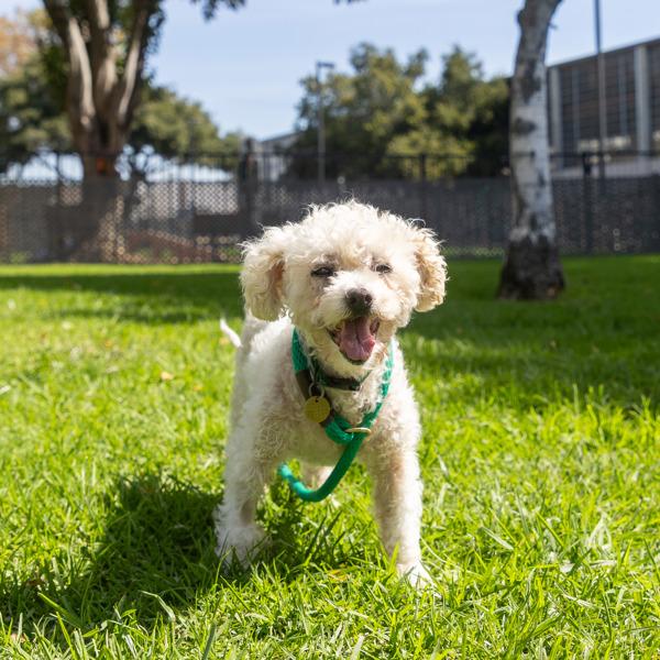 Enlarge Lolita, a Adoptable mixed breed in Oakland, CA image 1/1
