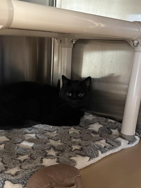 Enlarge Winchester, a Adoptable mixed breed in Kennewick, WA image 1/1