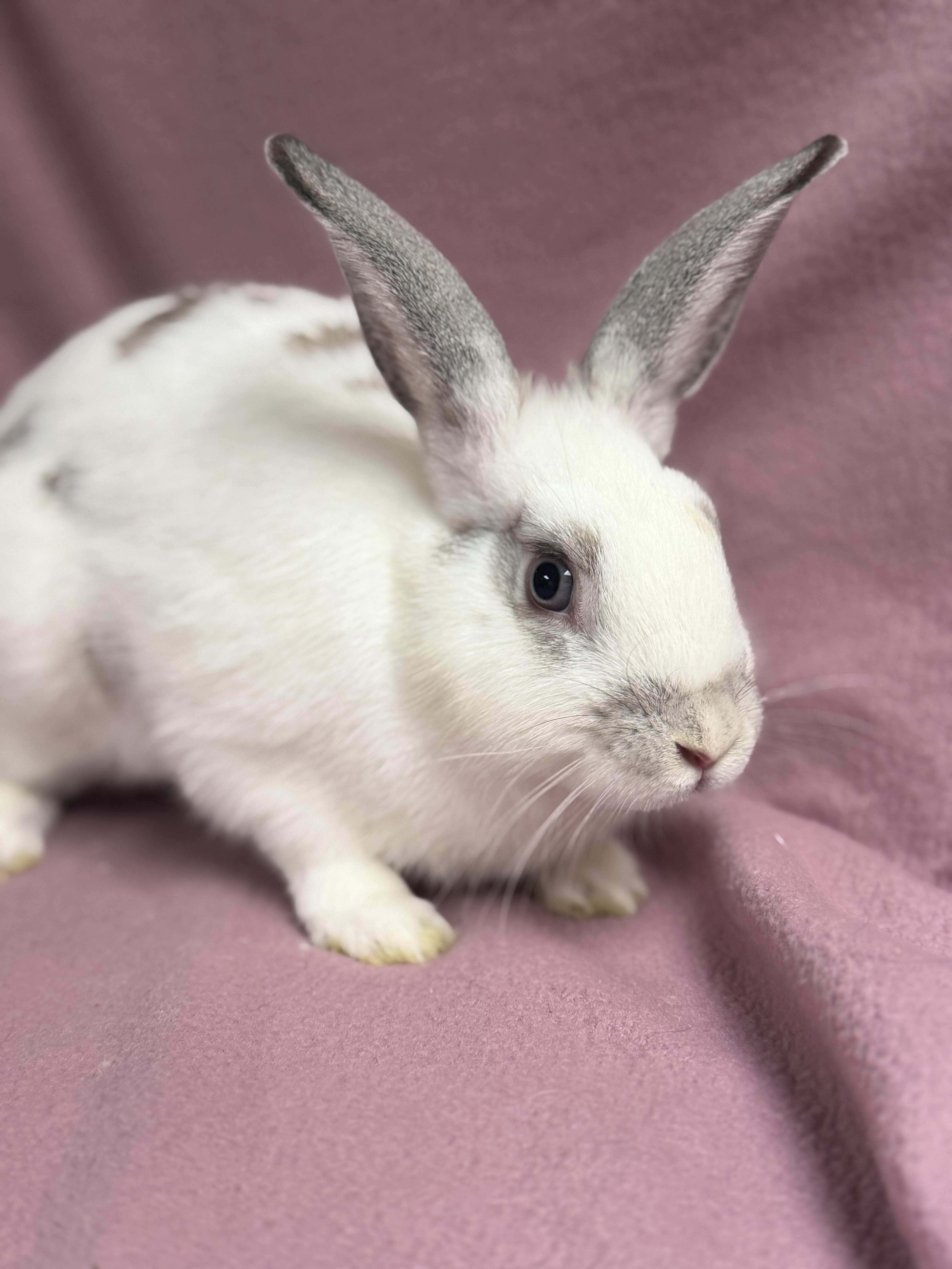 Enlarge Gomez, a Adoptable English Spot in Edinburg, PA image 1/6