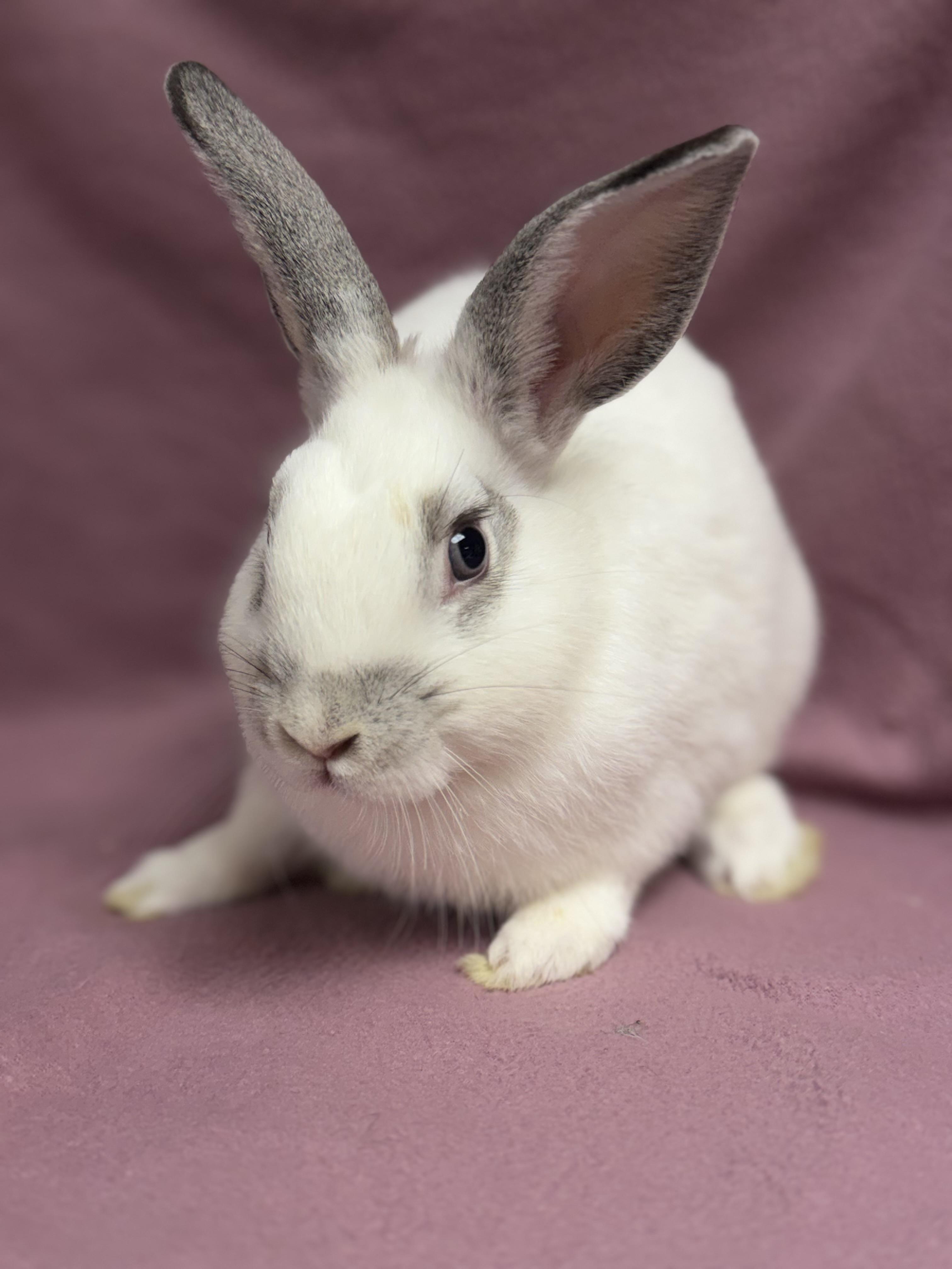 Enlarge Gomez, a Adoptable English Spot in Edinburg, PA image 3/6