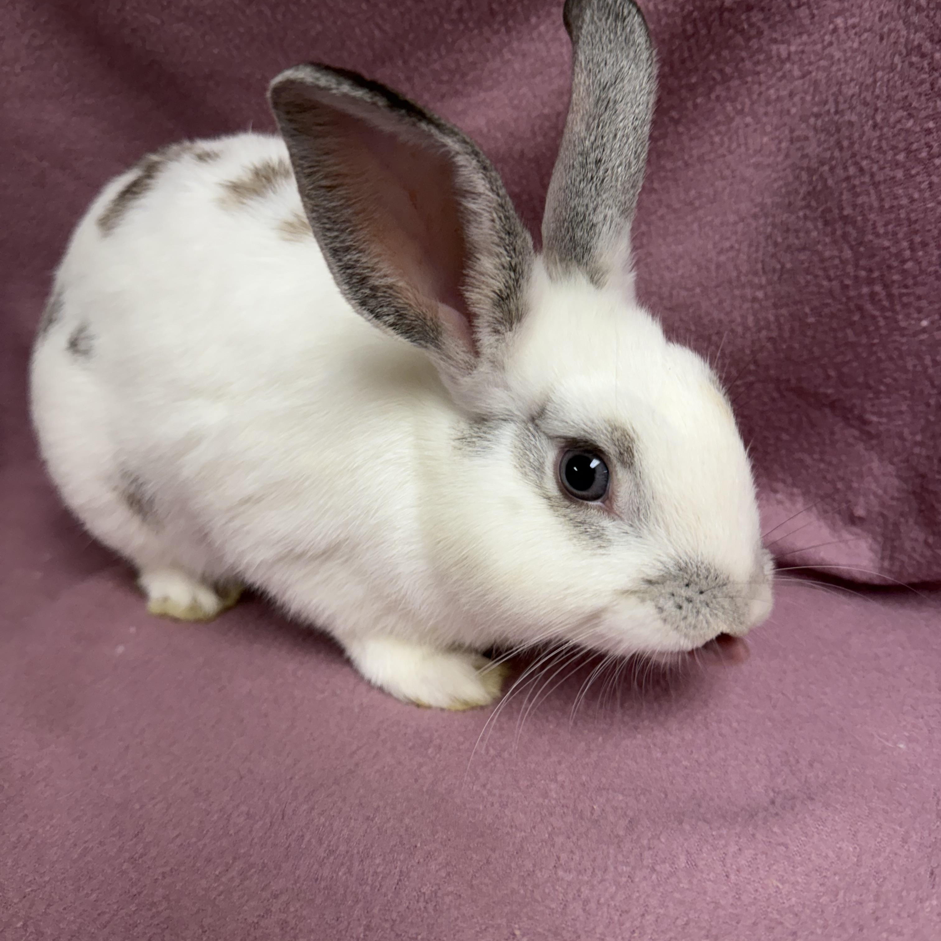 Enlarge Gomez, a Adoptable English Spot in Edinburg, PA image 5/6