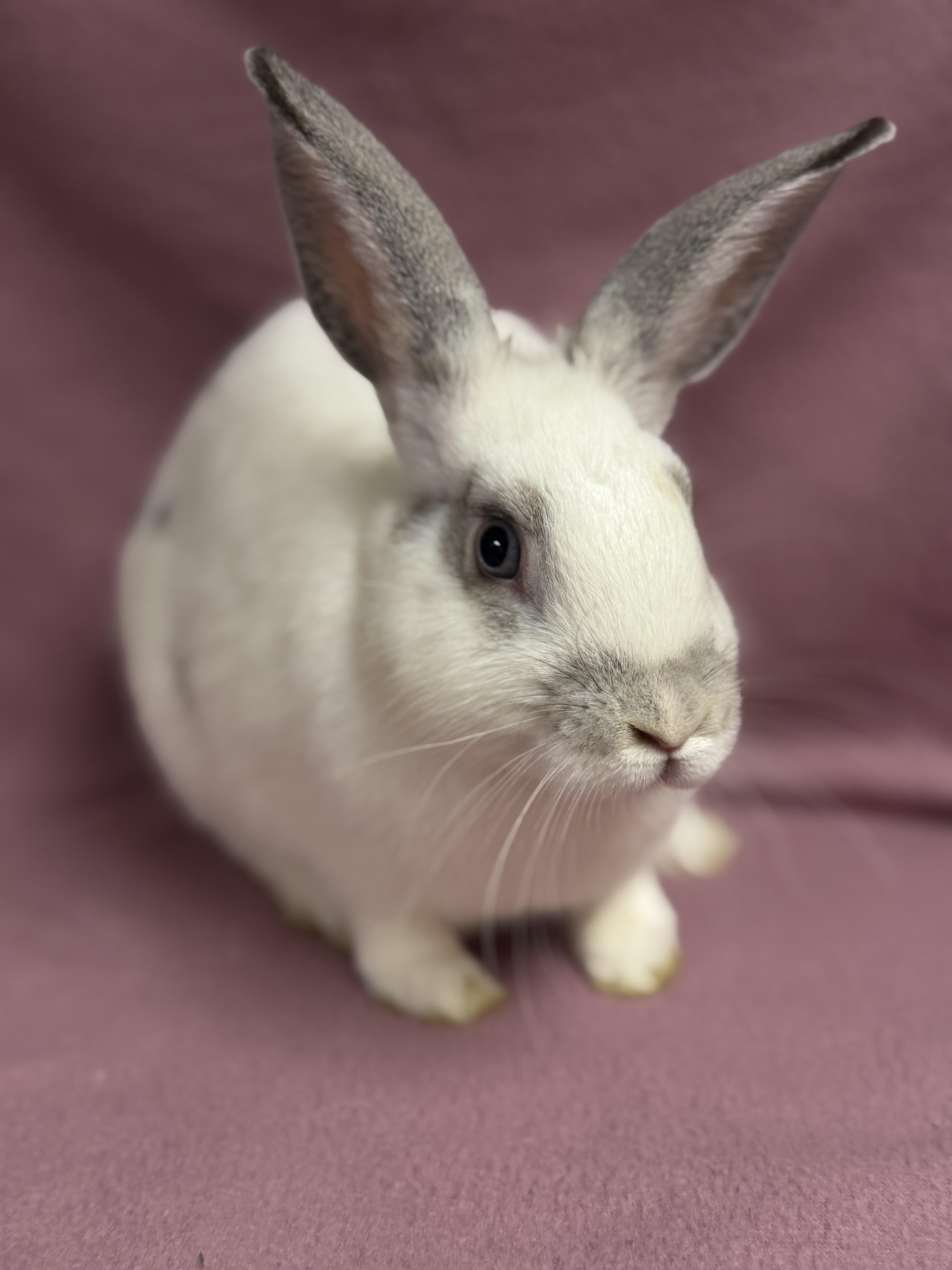 Enlarge Gomez, a Adoptable English Spot in Edinburg, PA image 4/6