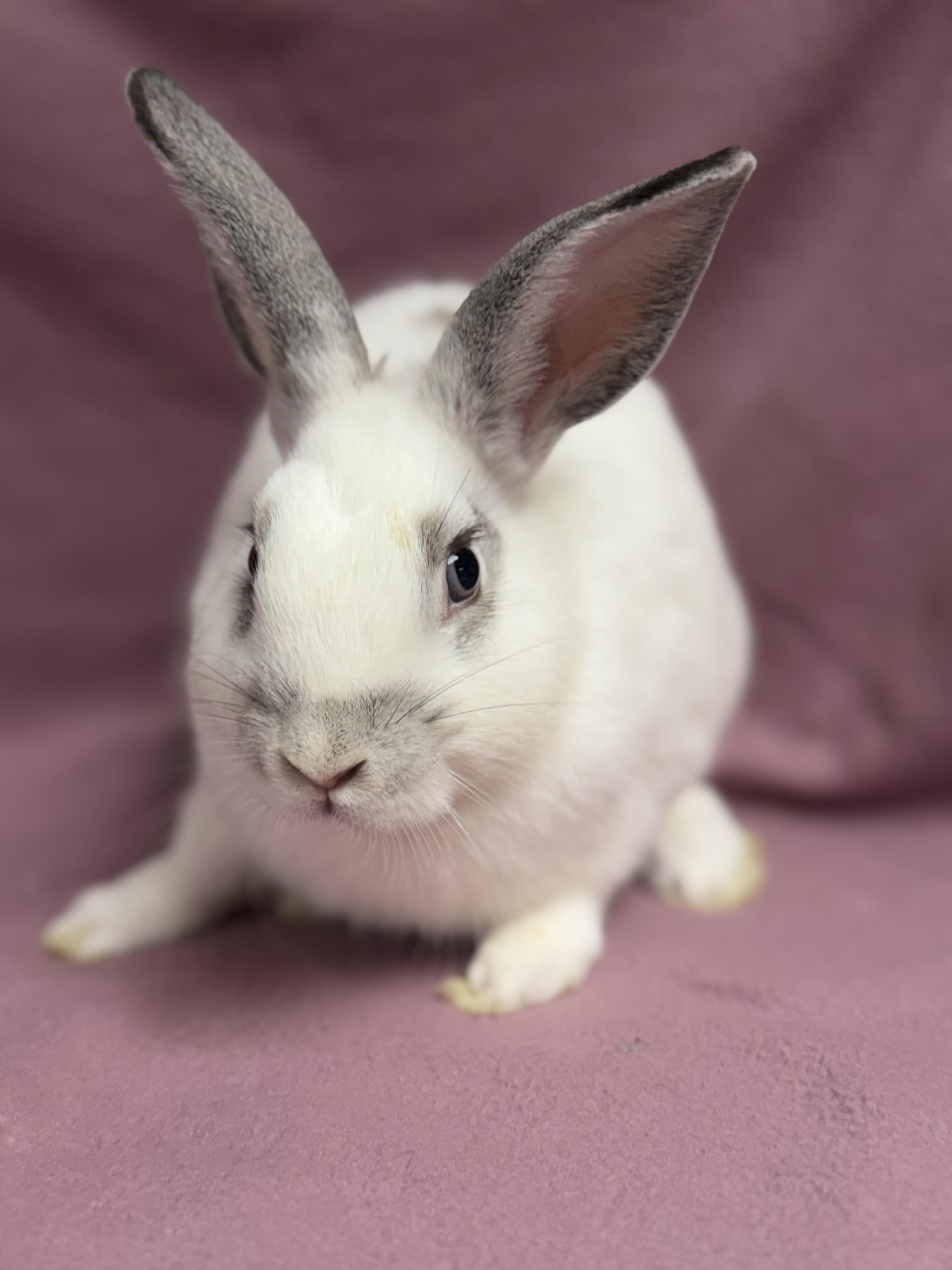 Enlarge Gomez, a Adoptable English Spot in Edinburg, PA image 2/6