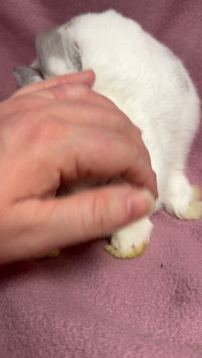 Enlarge Gomez, a Adoptable English Spot in Edinburg, PA video 6/6