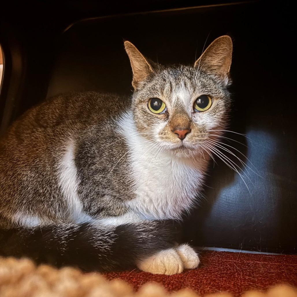 Enlarge Butter Dish, a Adoptable Domestic Short Hair in Washington Township, OH image 1/6