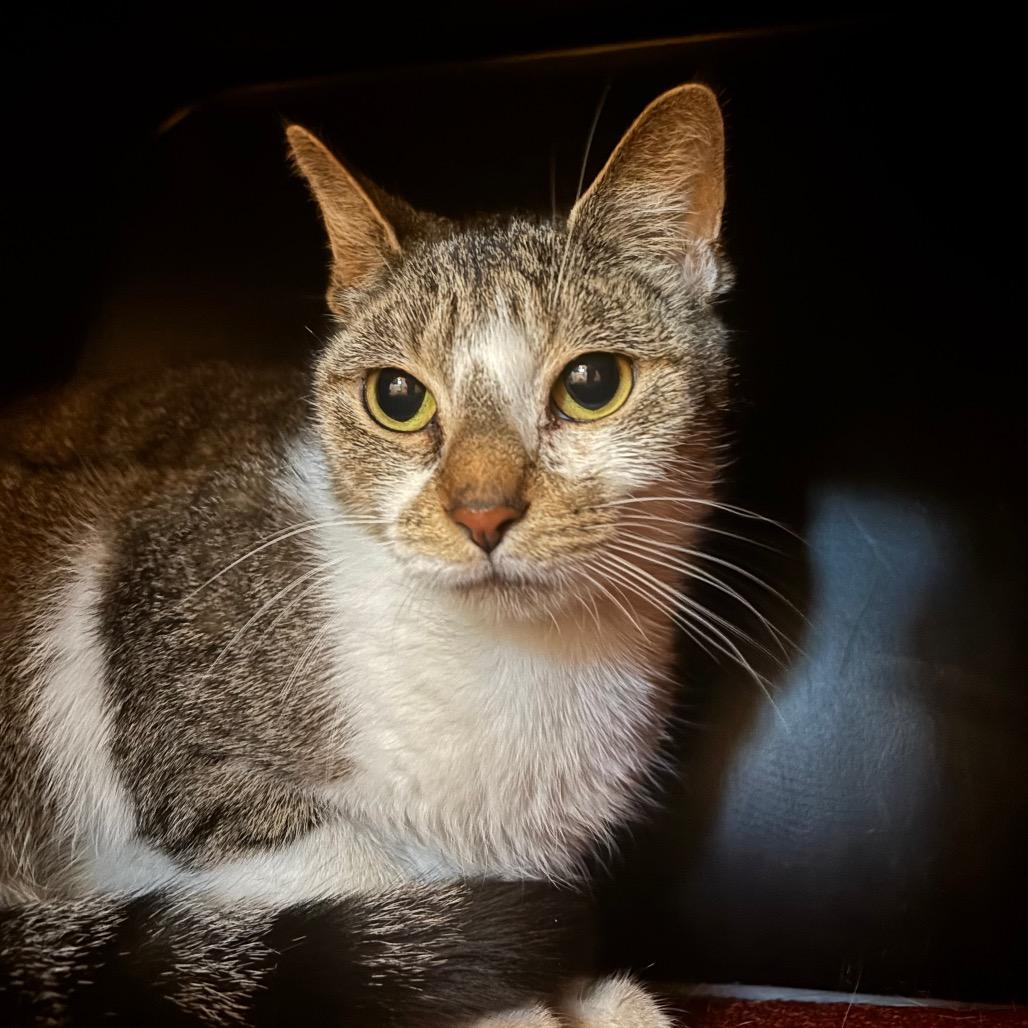 Enlarge Butter Dish, a Adoptable Domestic Short Hair in Washington Township, OH image 2/6