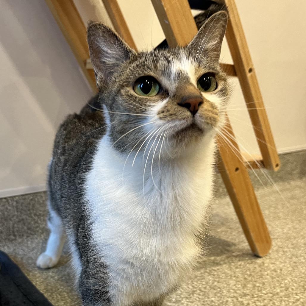 Enlarge Butter Dish, a Adoptable Domestic Short Hair in Washington Township, OH image 3/6