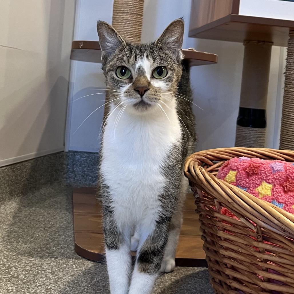 Enlarge Butter Dish, a Adoptable Domestic Short Hair in Washington Township, OH image 4/6