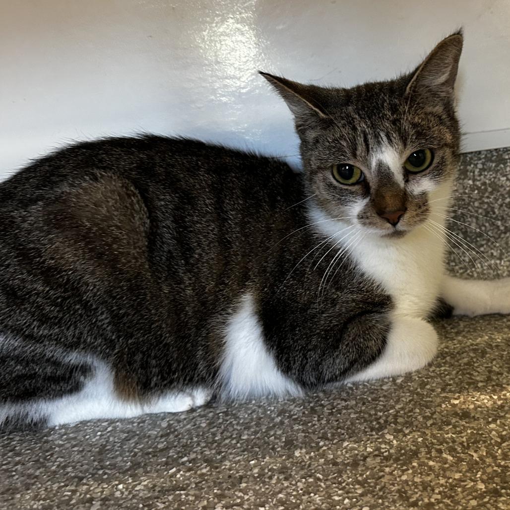 Enlarge Butter Dish, a Adoptable Domestic Short Hair in Washington Township, OH image 5/6